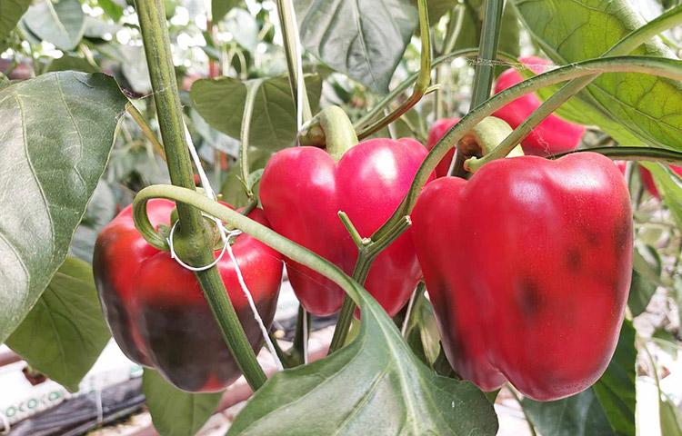 Sensei kaliforniai paprika - Syngenta zöldség vetőmag