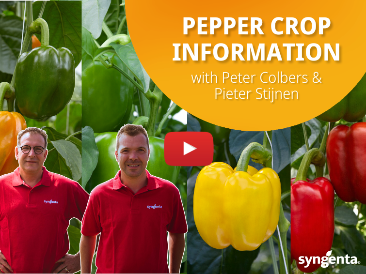 Bedena Pepper