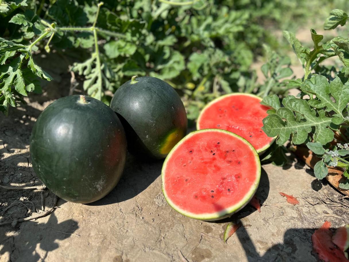 watermelon