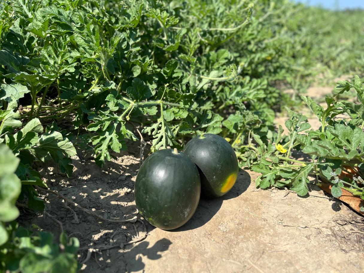 watermelon