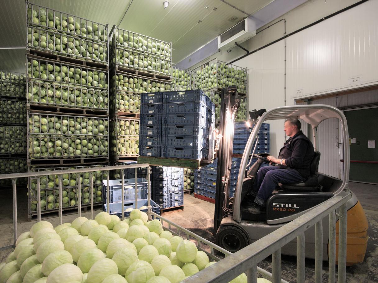 Storage Cabbage