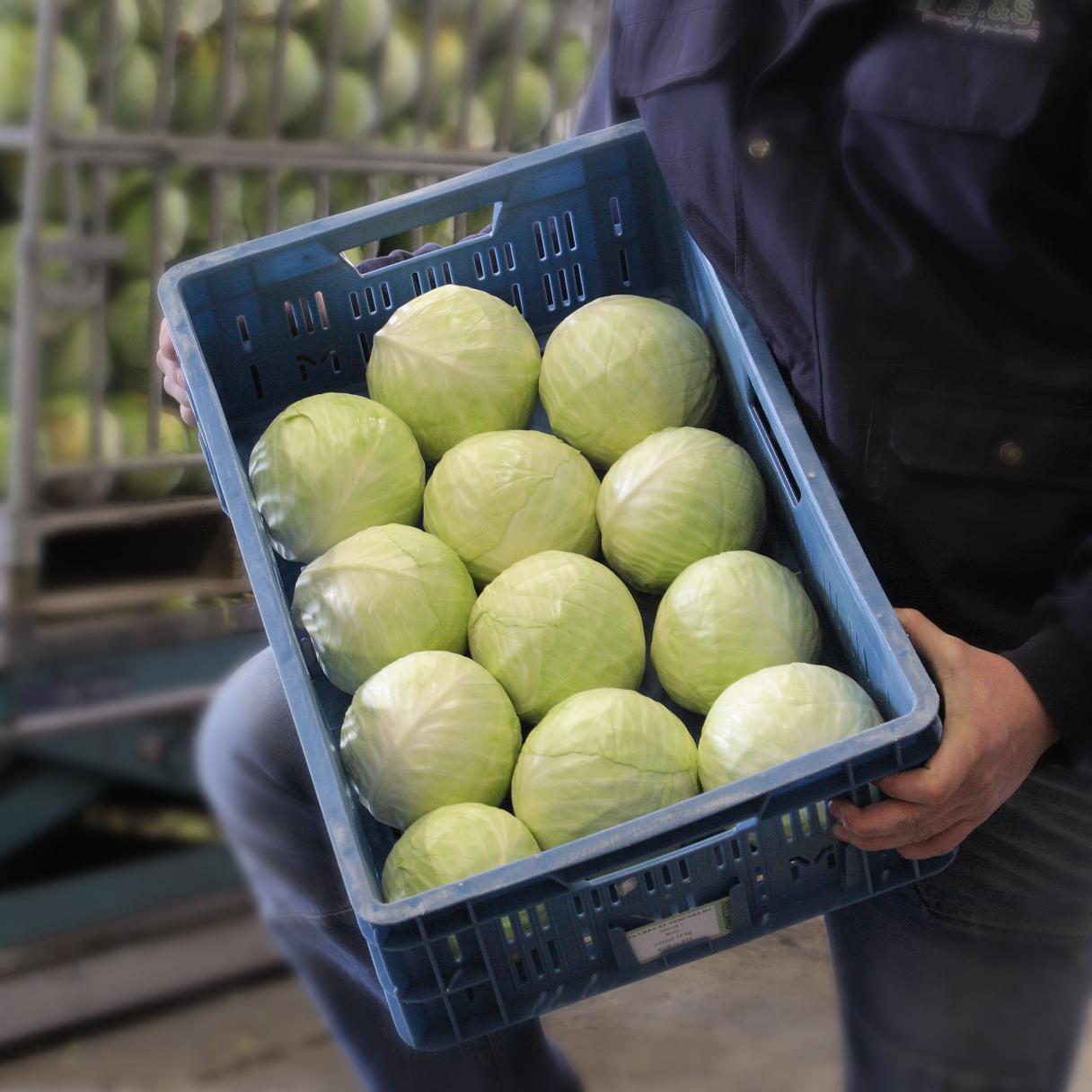 Storage Cabbage
