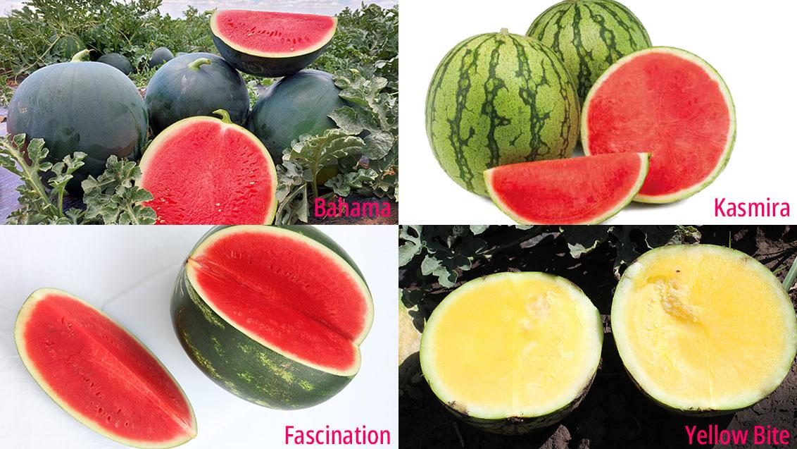 ασπερμα καρπούζια Fascination, Kasmira, Bahama, Yellow Bite 