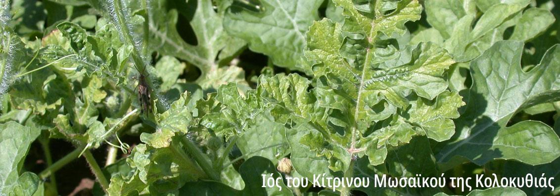 &nbsp;Ιός του Κίτρινου Μωσαϊκού της Κολοκυθιάς