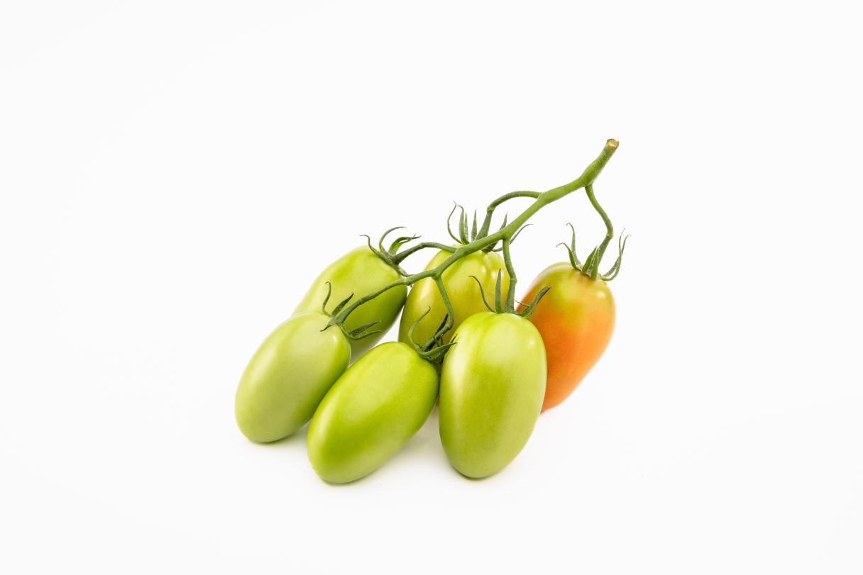 Baroncino-Pomodoro-San Marzano- Syngenta Vegetable Seeds