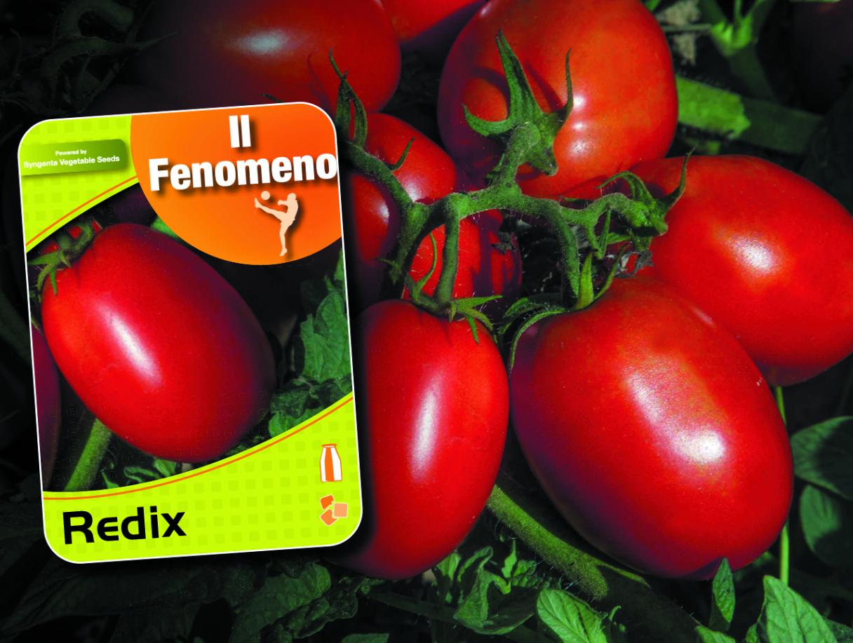 Redix-Pomdodoro da Industria-prismatico-Syngenta