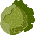 Káposzta