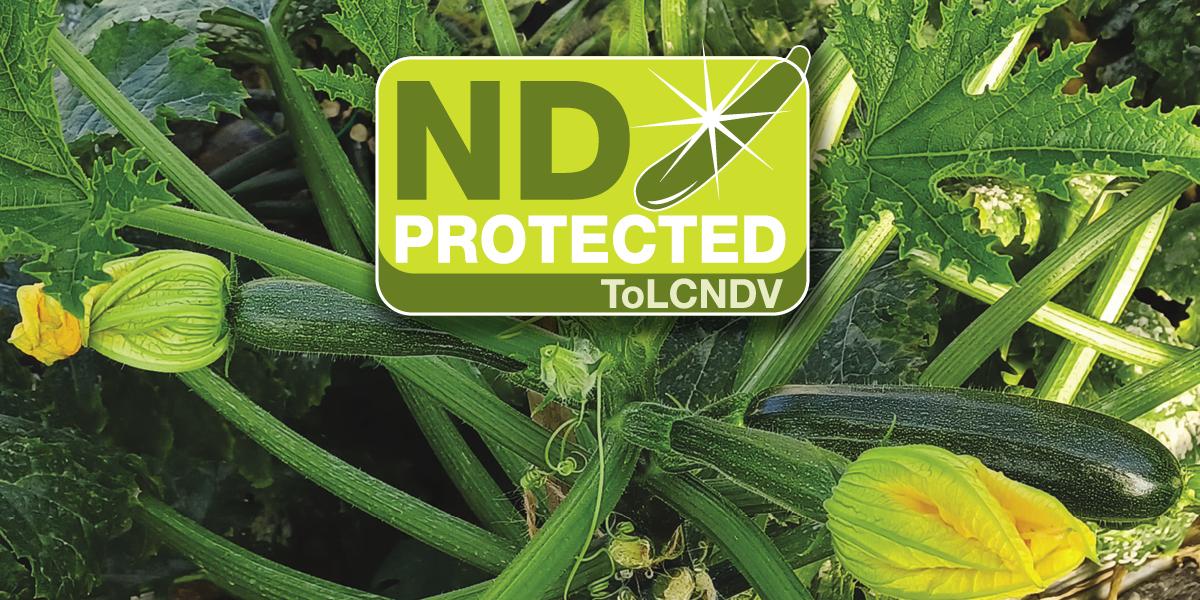 LAMBDA ND la nuova frontiera nella lotta al virus New Delhi dello zucchino