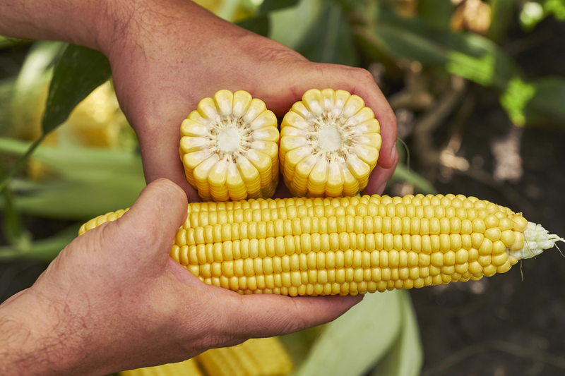 Sweet corn
