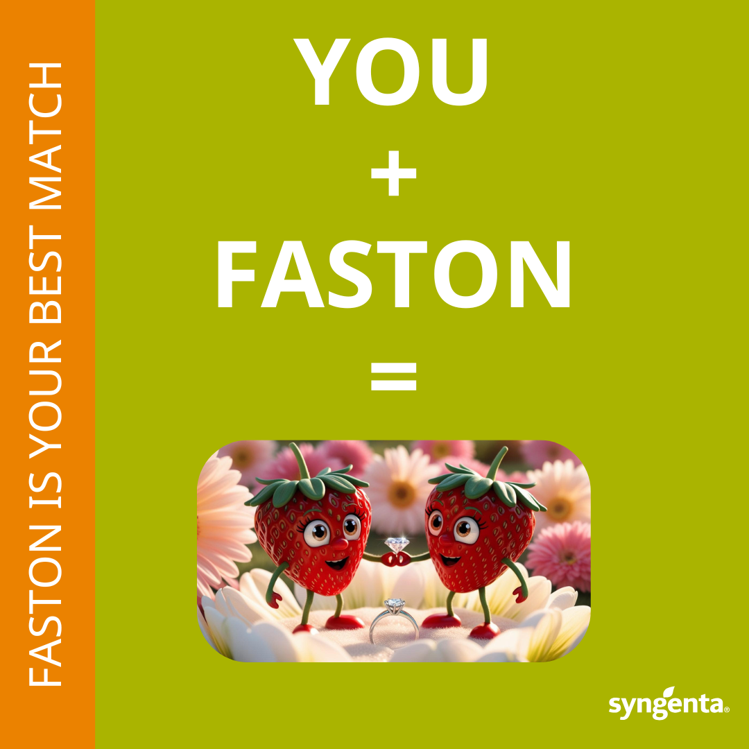 Faston strawberry