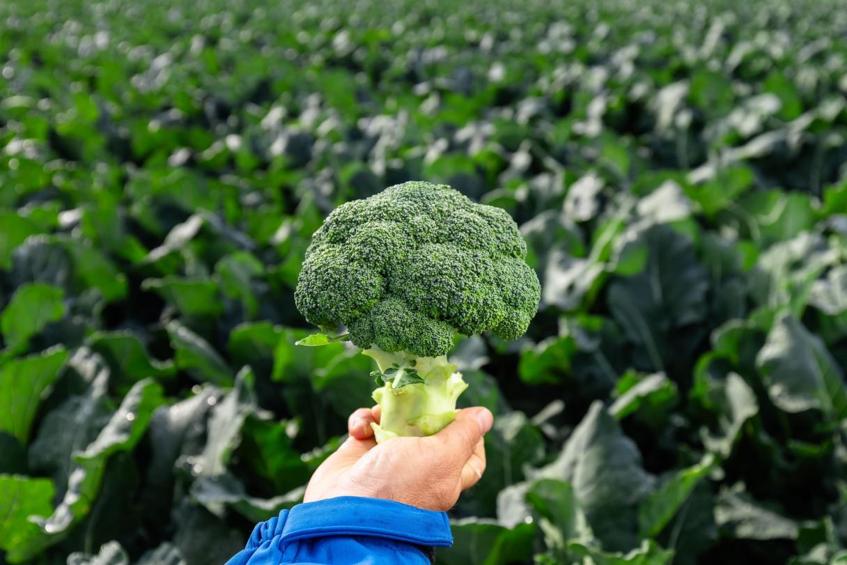 brocoli