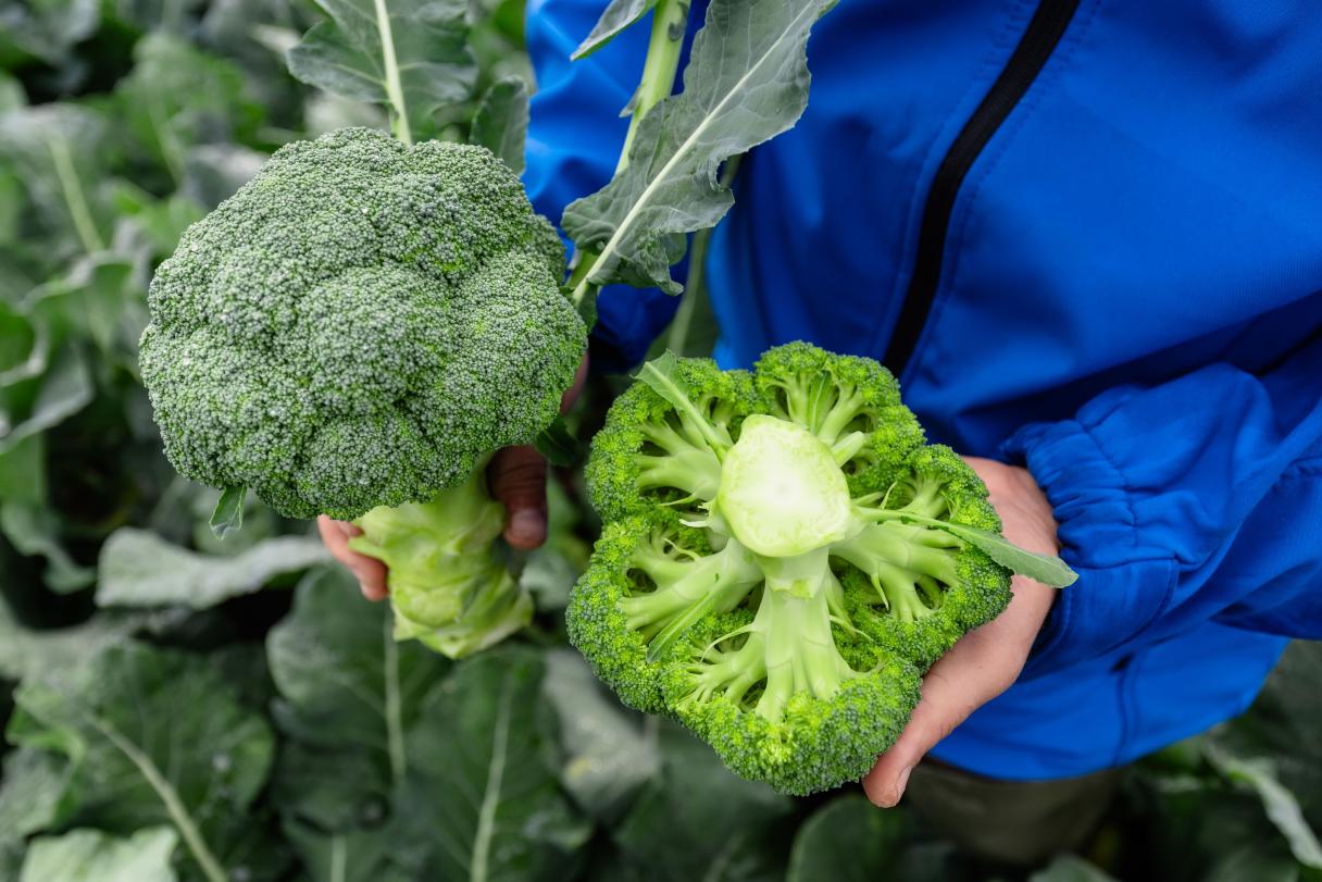 Brocoli selection.jpg
