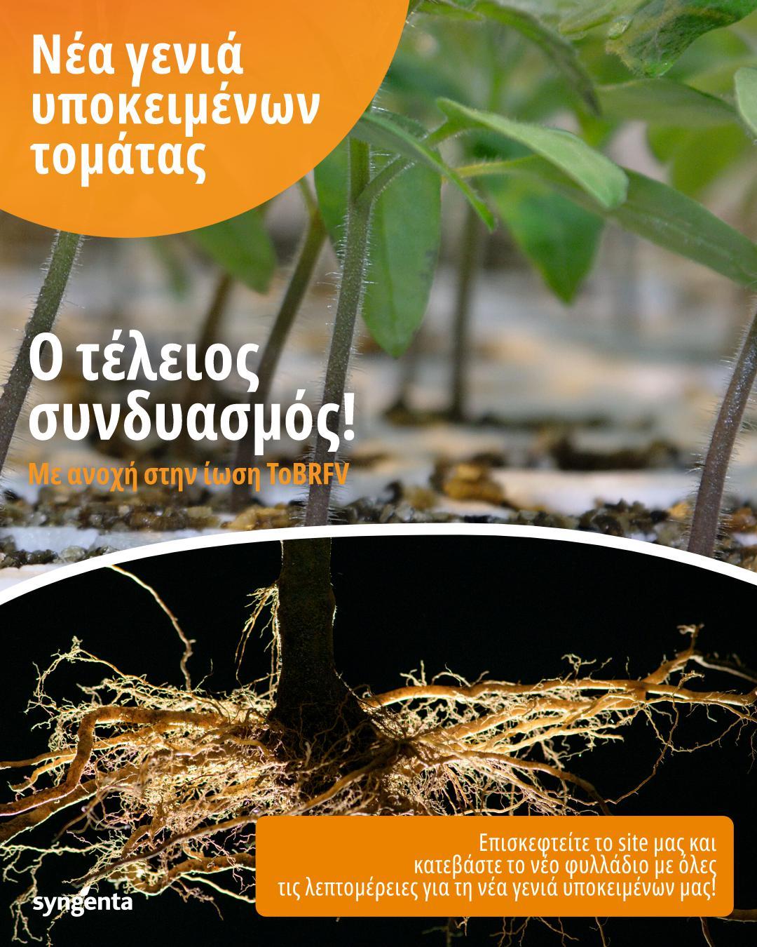 tomato rootstock1