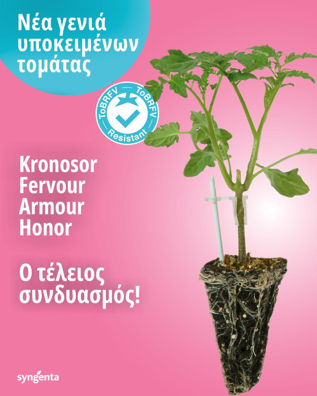 tomato rootstock2