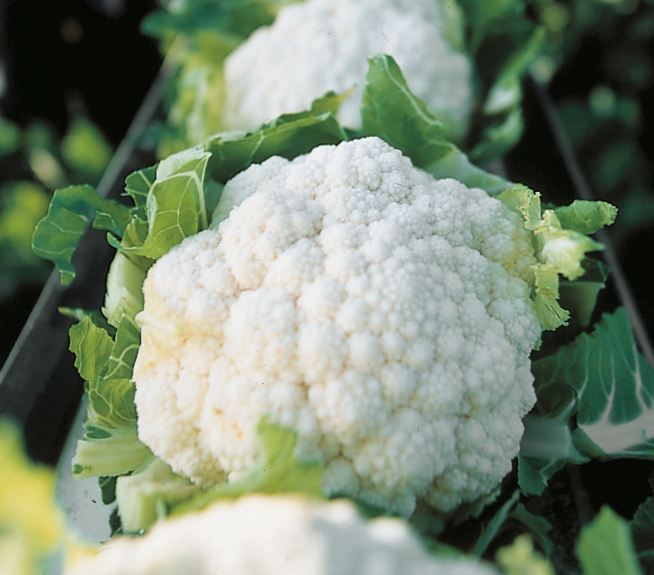 White Cauliflower