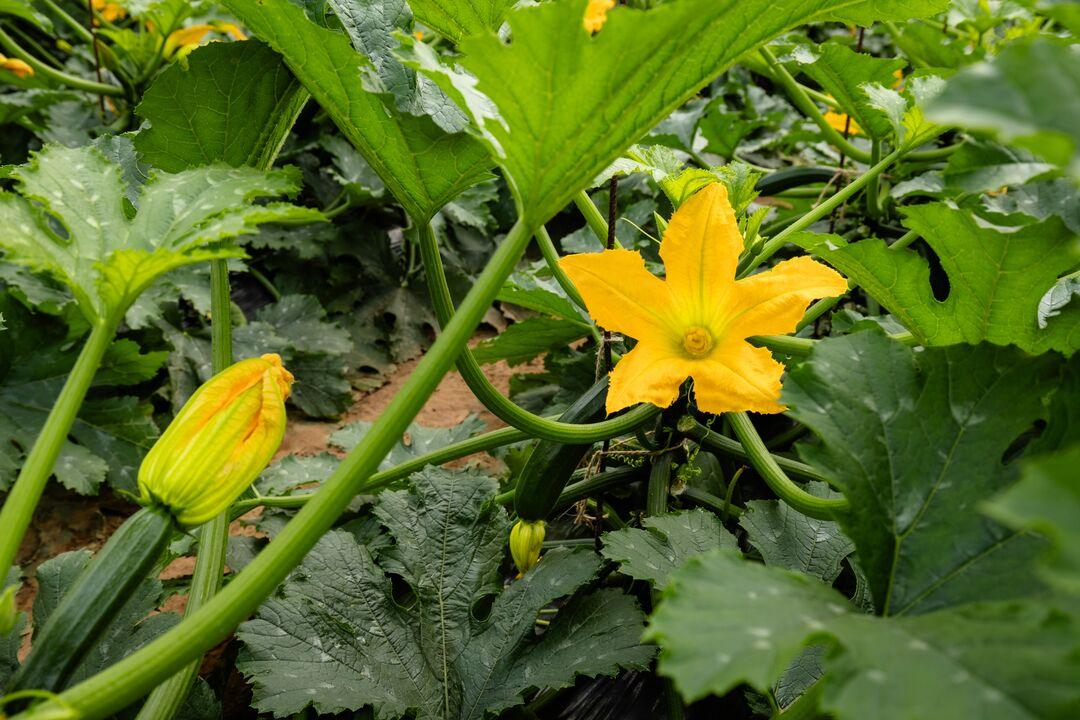 fleur