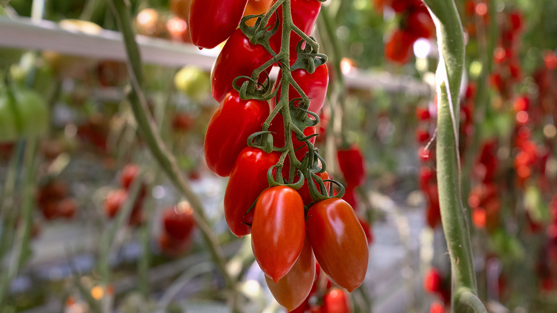 smaaktomaten_11x6