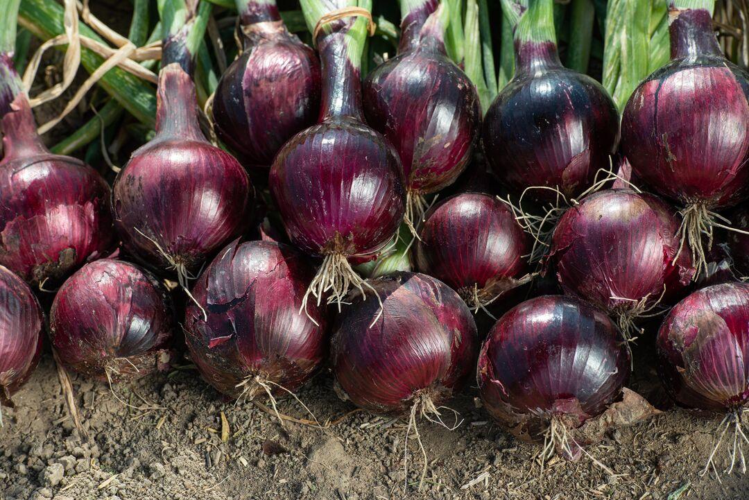 onion red