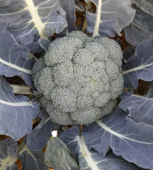 UK Open Days 2025 Broccoli