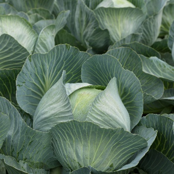 UK Open Days 2025 Cabbage
