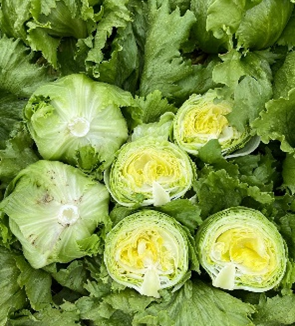 UK Open Days 2025 Lettuce