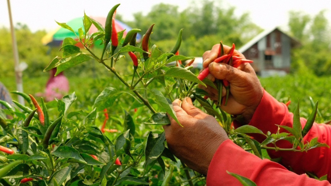 birdseye chili