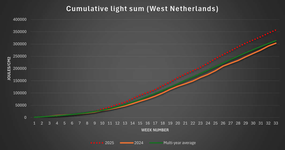 Tomato Crop Info Cumulative Light Sum