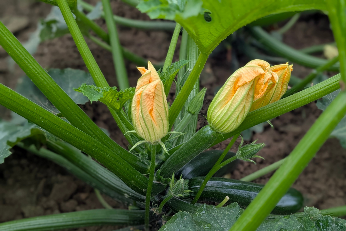 Syngenta Zucchini