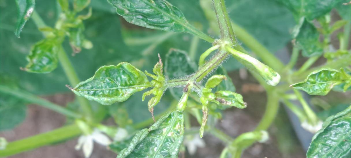 Thrips Parvispinus Leaf Damage