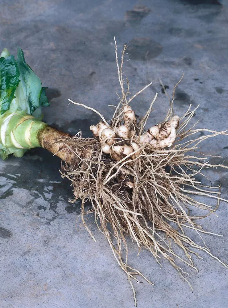 Clubroot