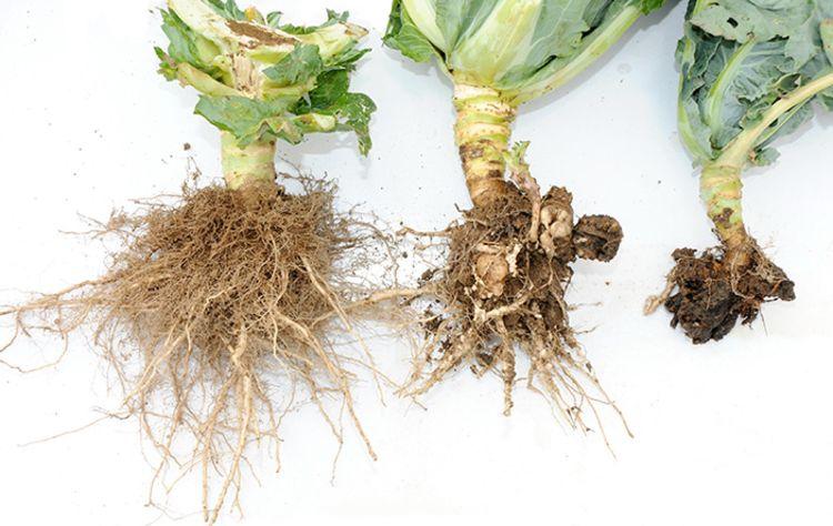 Clubroot