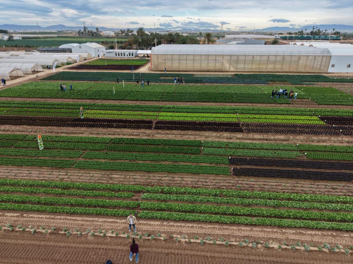 Salads Demo Days 2026