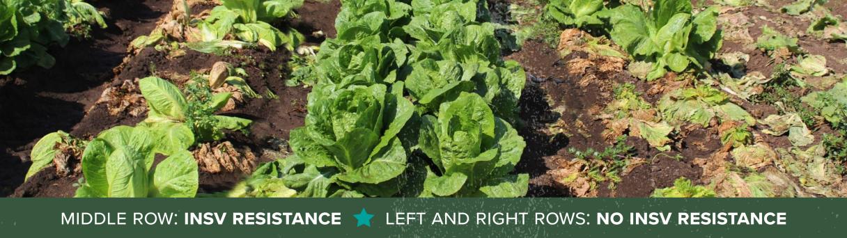 Field photo comparing insv resistance to no resistance