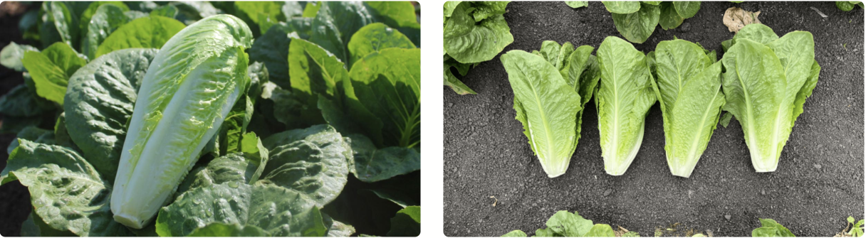 Stampede and Renegade Romain Lettuce