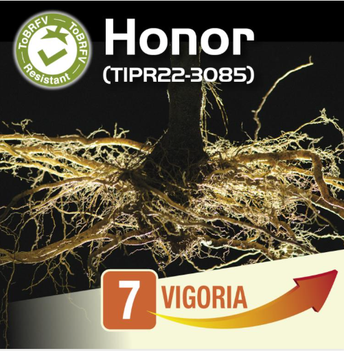 Honor-portinnesto-restistente-TiBRFV-Syngenta