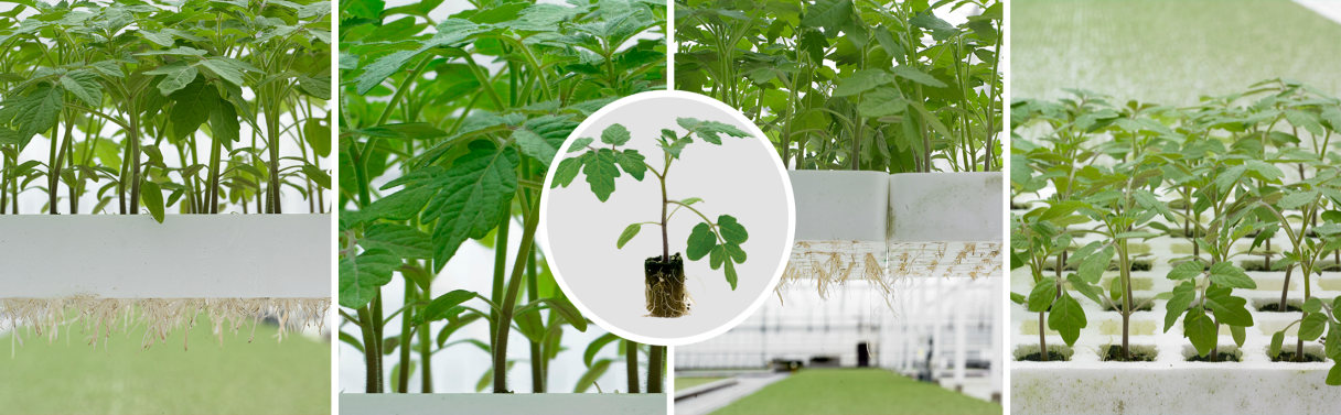 banner_rootstock_2