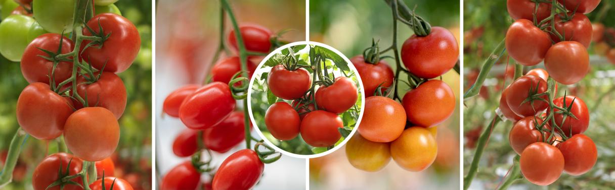 Active Greenhouse Superior Tomatoes | Syngenta Vegetable Seeds US