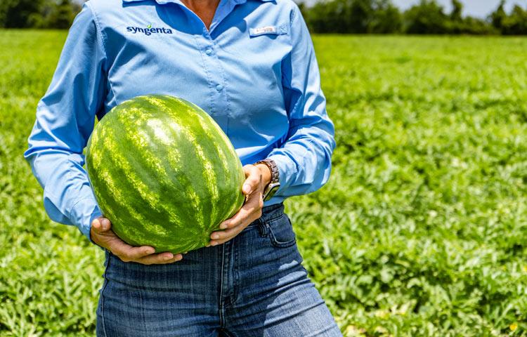 καρπουζια απο τη syngenta