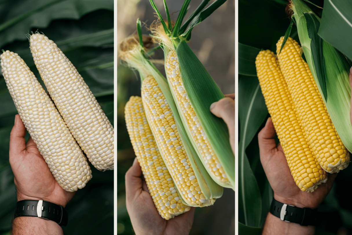 sweet_corn_asort