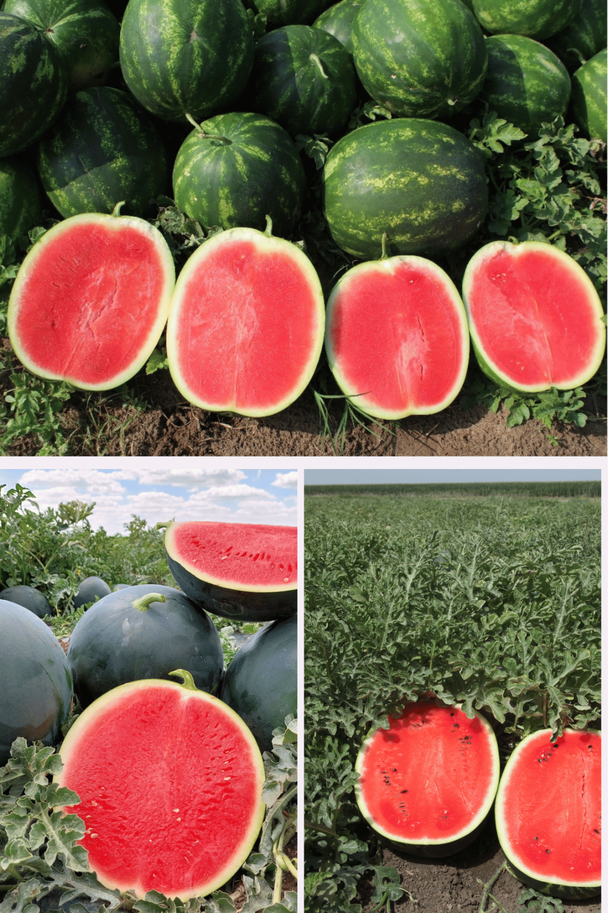 watermelon_asort