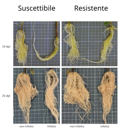 Comparison grid of susceptible and resistant plants, showing root damage differences at 14 and 28 dpi