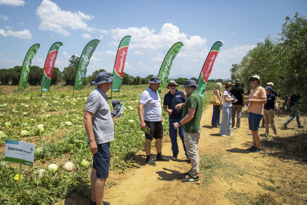 People touring a melon field with colorful flags under a sunny sky