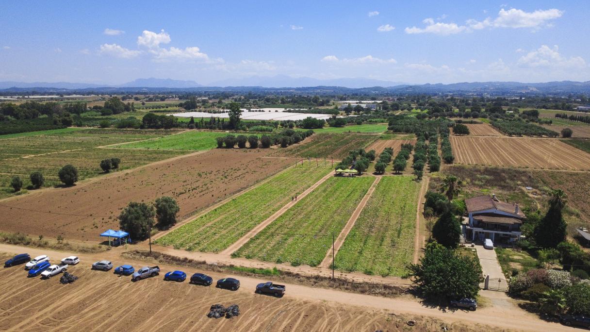 Aerial view of watermelon farmland with long crop rows, dirt road, and parked cars under blue sky