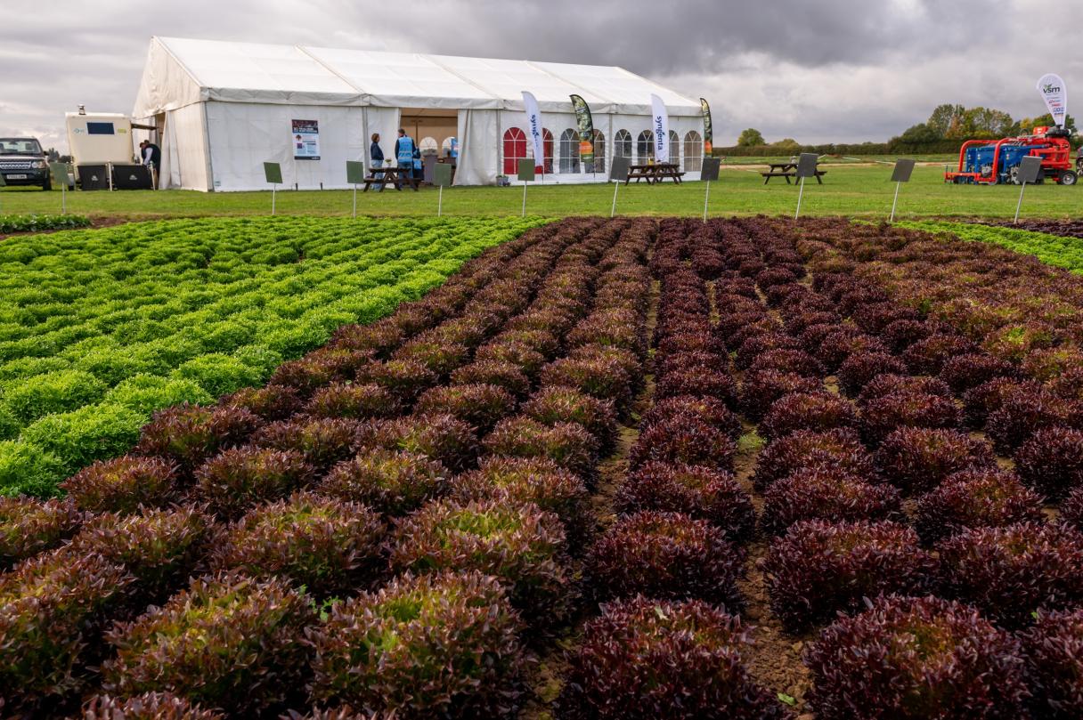 Rows of green and red lettuce growing in a field near a white building under cloudy sky