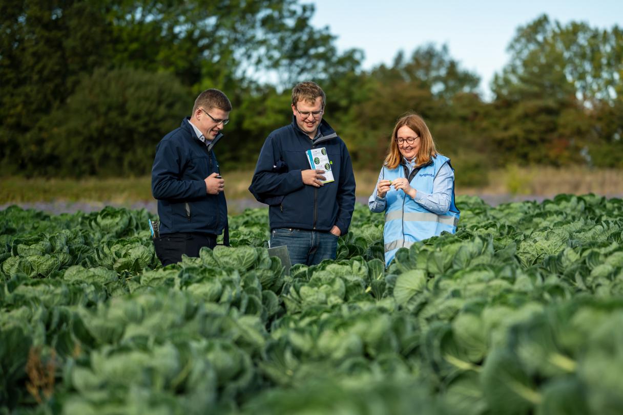 Three adults in a cabbage field, chatting outdoors