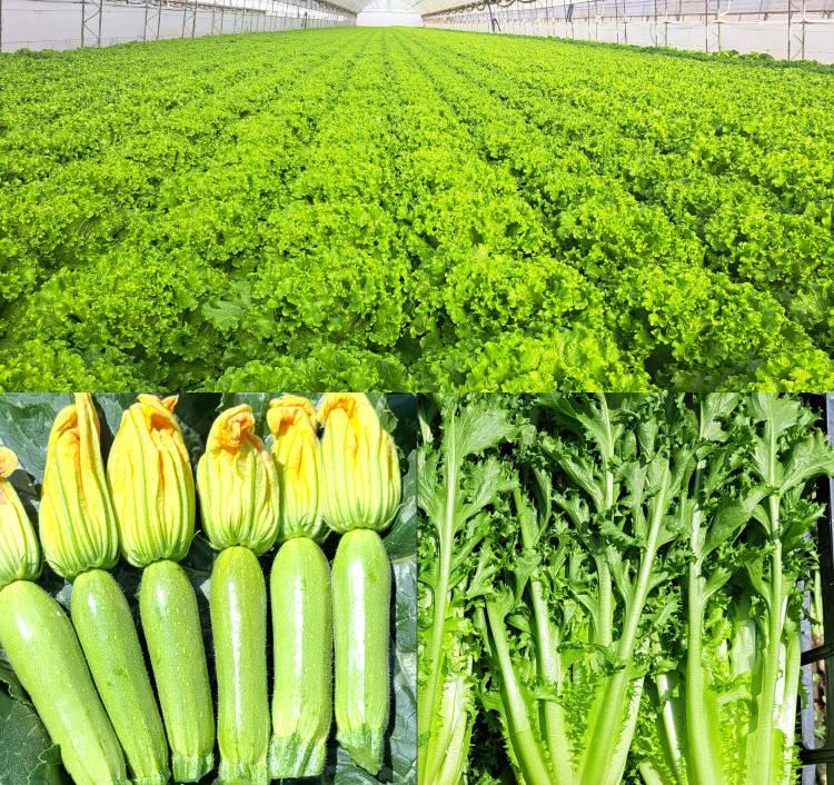Green vegetable field; close-ups of zucchini and leafy greens in three-panel collag