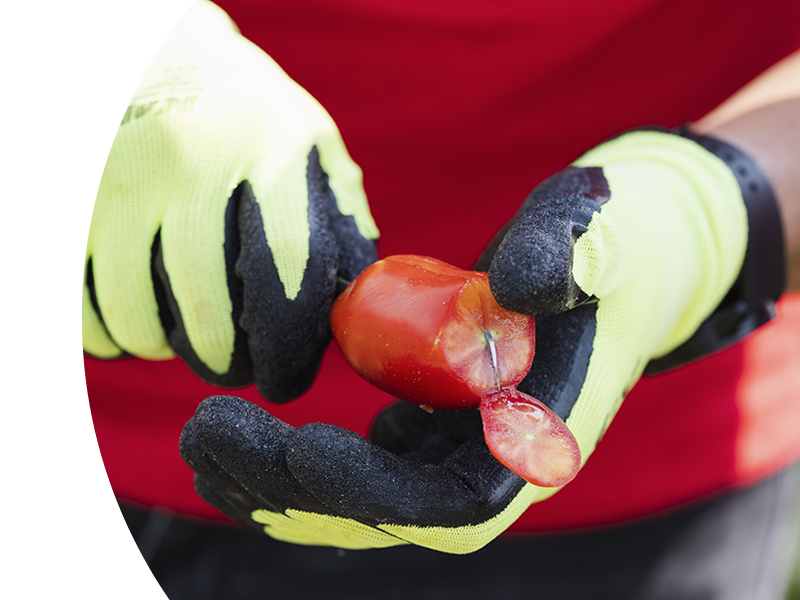 Piattaforme VEG un approccio integrato per l’orticoltura di oggi e di domani