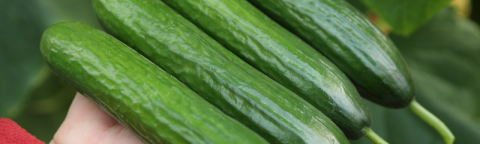 webimage-Cucumber-Short-Greece-ORKESTRA.png
