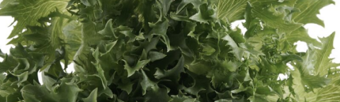 Krispice™ lettuce