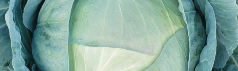 Agressor white cabbage